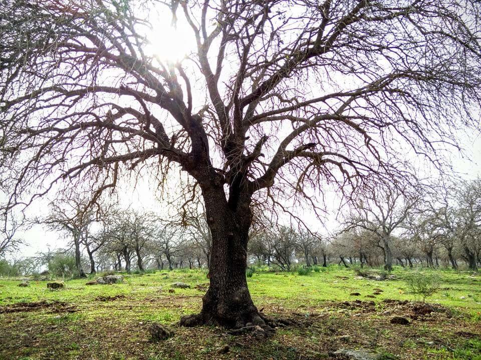 Oak Shade Villa Bethlehem of Galilee ภายนอก รูปภาพ